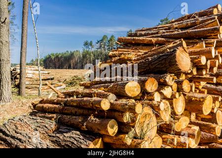 Baumstämme von gesägten Kiefern vor dem Hintergrund eines Waldes und eines blauen Himmels. Website über Holzbearbeitungsbranche , Holzfäller , Fällen , Ökologie , Wald , t Stockfoto