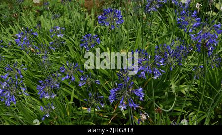 Vollformat Hintergrund von leuchtend blauen Agapanthus Blüten und Laub Stockfoto