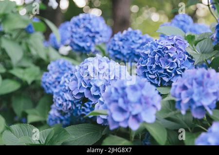 Hortensien wurden im Juni auf Japanisch ajisai genannt. Es ist rosa und niedlich. Hortensien haben verschiedene Arten von Farben, die verschiedene Blütensprachen haben. Stockfoto