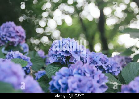 Hortensien wurden im Juni auf Japanisch ajisai genannt. Es ist rosa und niedlich. Hortensien haben verschiedene Arten von Farben, die verschiedene Blütensprachen haben. Stockfoto