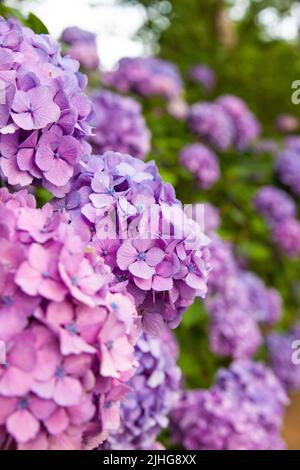 Hortensien wurden im Juni auf Japanisch ajisai genannt. Es ist rosa und niedlich. Hortensien haben verschiedene Arten von Farben, die verschiedene Blütensprachen haben. Stockfoto