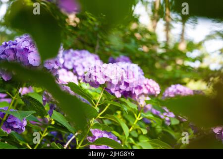 Hortensien wurden im Juni auf Japanisch ajisai genannt. Es ist rosa und niedlich. Hortensien haben verschiedene Arten von Farben, die verschiedene Blütensprachen haben. Stockfoto