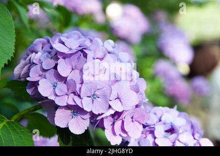 Hortensien wurden im Juni auf Japanisch ajisai genannt. Es ist rosa und niedlich. Hortensien haben verschiedene Arten von Farben, die verschiedene Blütensprachen haben. Stockfoto