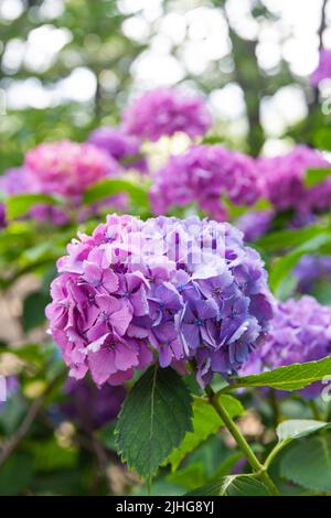Hortensien wurden im Juni auf Japanisch ajisai genannt. Es ist rosa und niedlich. Hortensien haben verschiedene Arten von Farben, die verschiedene Blütensprachen haben. Stockfoto