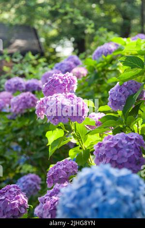 Hortensien wurden im Juni auf Japanisch ajisai genannt. Es ist rosa und niedlich. Hortensien haben verschiedene Arten von Farben, die verschiedene Blütensprachen haben. Stockfoto