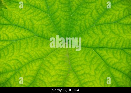 Astilboides tabularis Textur mit grünem Blatt. Makro-Nahaufnahme Stockfoto