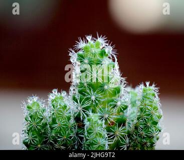 Grüner Kaktus aus der Nähe, Hintergrund verwischen. Stockfoto