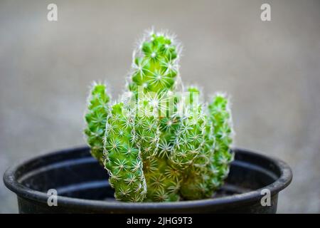 Grüner Kaktus aus der Nähe, Hintergrund verwischen. Stockfoto