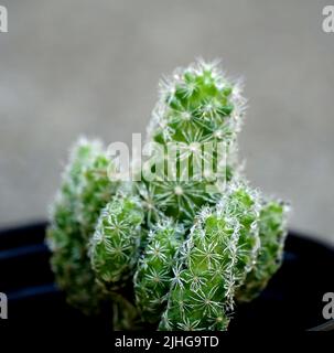 Grüner Kaktus aus der Nähe, Hintergrund verwischen. Stockfoto