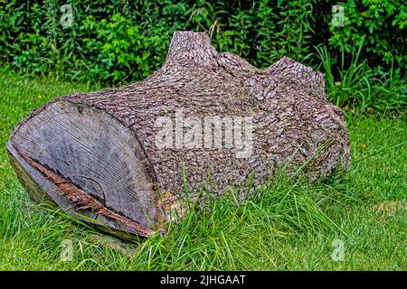 Großer Baumschnitt, der auf Gras mit tief gerillter Rinde liegt Stockfoto