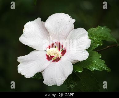 Weiße Sharon-Rose, Hibiscus syriacus, auf dunklem, saftig-grünem Hintergrund im Sommer oder Herbst in Sonnenlicht, Lancaster, Pennsylvania Stockfoto