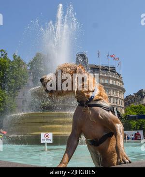 London, Großbritannien. 18.. Juli 2022. Ein Hund kühlt sich in einem Brunnen am Trafalgar Square ab, während sengende Temperaturen die Hauptstadt treffen. Das Met Office hat seine erste rote Warnung vor extremer Hitze in Großbritannien veröffentlicht. Stockfoto