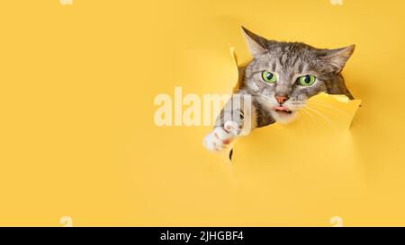 Die Katze schaut aus einem Loch im gelben Hintergrund des Studios. PET guckt durch zerrissenen Papierhintergrund, Kopierplatz Stockfoto