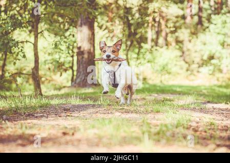 Hund mit kleinem Stock läuft auf Pfad für Wanderer in wilden Wäldern Stockfoto