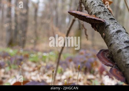 Daedaleopsis confragosa, das dünnwandige Labyrinth polypore oder die erröllende Klammer wächst auf einem gefallenen Ast Stockfoto