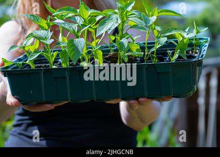 Pflanzen von Pfefferpflanzen. Die Hände der Frauen halten eine Schachtel mit Sämlingen. Stockfoto