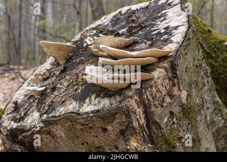 Großer parasitärer Pilz, der auf Baumstämmen wächst. Zunder-Pilz, Hufpilz, Zunder-Conk, Zunder-Polypore oder Eismann-Pilz Stockfoto