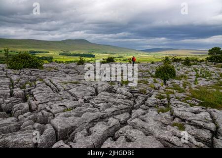 Einsamer weiblicher Wanderer auf Kalksteinpflaster, Ingleton, Yorkshire Dales, North Yorkshire, Großbritannien Stockfoto