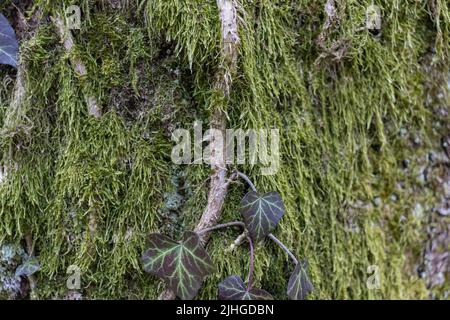 Ivy wächst auf einem Mossy Tree Trunk. Efeu, der auf die moosige Rinde eines Baumes klettert. Nahaufnahme Stockfoto