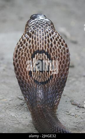 Eine Erwachsene einkeilförmige Kobra, auch Monocellate Cobra genannt, traf sich an einem heißen und feuchten Nachmittag in der Umgebung einer menschlichen Siedlung. Stockfoto