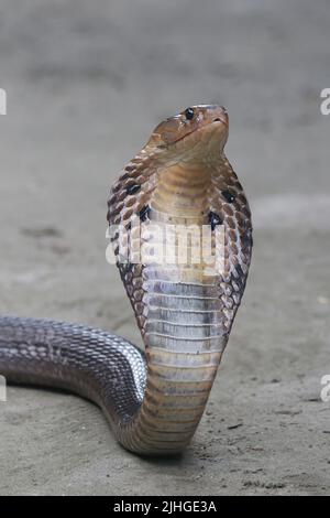 Eine Erwachsene einkeilförmige Kobra, auch Monocellate Cobra genannt, traf sich an einem heißen und feuchten Nachmittag in der Umgebung einer menschlichen Siedlung. Stockfoto