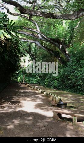 Der Mermaid Fountain, umgeben von Wanderwegen und üppigem tropischen Regenwald in den Allerton Gardens, Kauai, Hawaii, USA Stockfoto