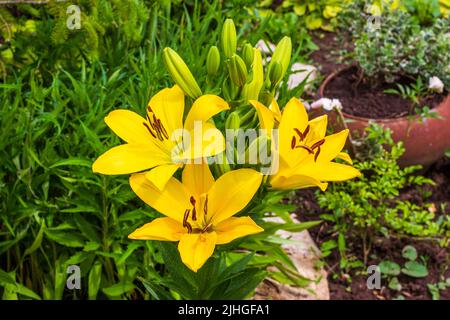 Blüten gelbe Lilie auf einem Blumenbeet Nahaufnahme Stockfoto