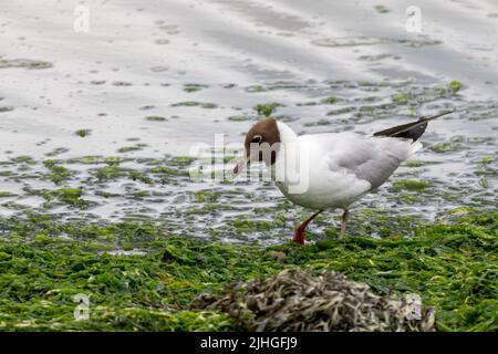 Schwarzkopfmöwe (larus ridibundus) graue Rückenflügel weiße Unterteile rote Beine rötliche Schnabel und dunkelbrauner Kopf schwarze Schwanzflügelspitzen Stockfoto