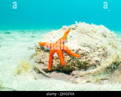 Ein Seastar auf einem Felsen an einem Sandstrand. Mediterraner Urlaub Foto. Türkisblaues Wasser im Hintergrund Stockfoto