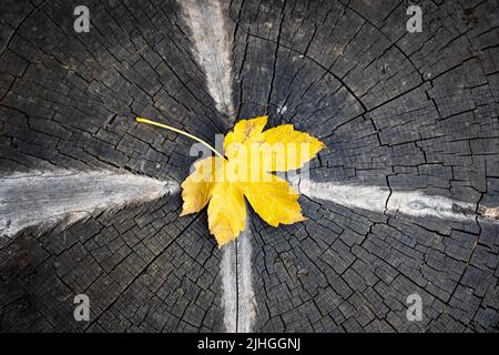 Gelbes Herbstblatt aus Ahornholz auf Holzgrund mit Kopierfläche. Herbstkonzept Stockfoto