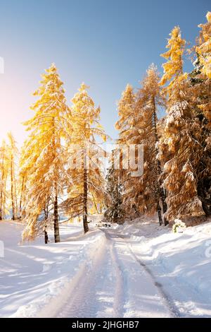 Malerische Landschaft mit orangen Lärchen bedeckt von ersten Schnee auf der Seiser Alm, Seiser Alm, Dolomiten, Italien. Schneebedeckte Berge Gipfel im Hintergrund Stockfoto