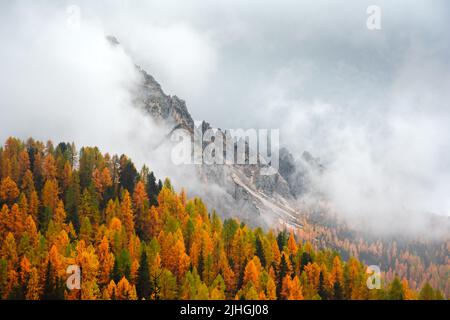 Unglaublicher Herbstblick auf die italienischen Dolomiten. Orangefarbene Lärchen Wald und neblige Berge Gipfel auf dem Hintergrund. Dolomiten, Italien. Landschaftsfotografie Stockfoto