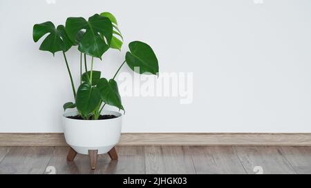 Nahaufnahme von schönen Monstera-Blütenblättern oder schweizer Käsepflanze, Monstera deliciosa Liebm, Araceae in weißem Topf gegen weiße Wand und braunem Boden, Stockfoto