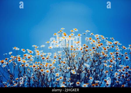 Schöne duftende, zarte Kamillenblüten mit weißen Blütenblättern blühen an einem Sommertag vor einem klaren blauen Himmel. Die Schönheit der Natur. Wildblumen. Stockfoto