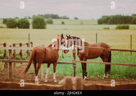 Zwei Lorbeerpferde kommunizieren miteinander, während sie im Sommer auf dem Hof in den Paddocks stehen. Pferde auf dem Hintergrund eines Feldes. Landwirtschaft Stockfoto
