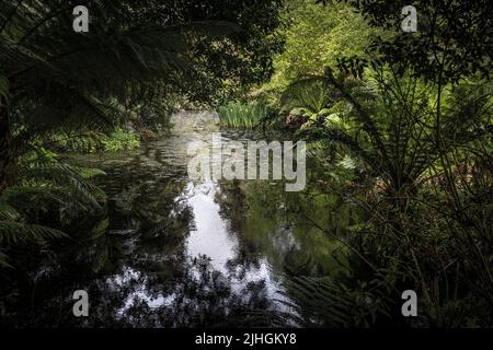 Penjerrick Gardens; Budock Water; Cornwall; Südwesten; West Country; England; Vereinigtes Königreich; Vereinigtes Königreich; Stockfoto