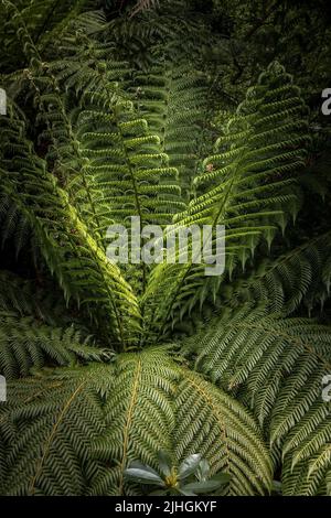 Penjerrick Gardens; Budock Water; Cornwall; Südwesten; West Country; England; Vereinigtes Königreich; Vereinigtes Königreich; Stockfoto