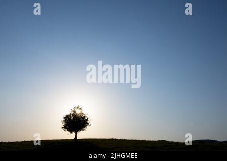 Einsamer Baum mit der Sonne, Euskadi Stockfoto