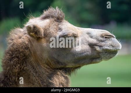 Porträt eines stolzen baktriankamels (Camelus bactrianus), fotografiert in Gefangenschaft Stockfoto