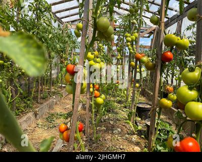 Kranke Tomaten im Garten, das Gemüse mit Spätbrand infiziert Stockfoto