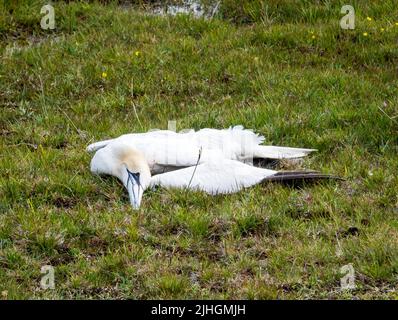 Ein toter Nördlicher Gannet, Morus Bassanus in Stenness auf Estha Ness, Festland Shetland, Schottland, Großbritannien, der aller Wahrscheinlichkeit nach an der Vogelgrippe gestorben ist, die Stockfoto