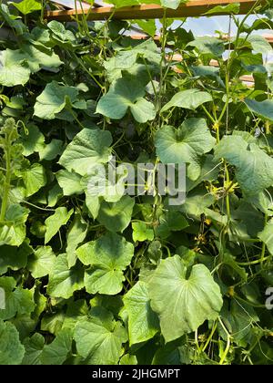 Gurken mit gelben Blüten wachsen auf dem Balkon zu Hause Stockfoto