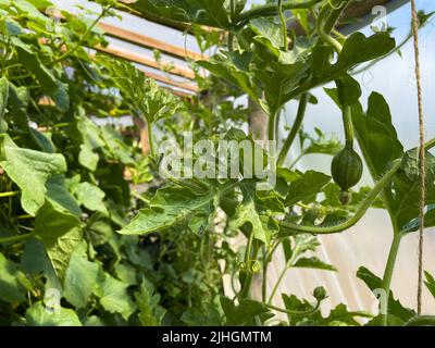 Wassermelone wächst auf dem Feld, mit Blättern und Blumen. Stockfoto