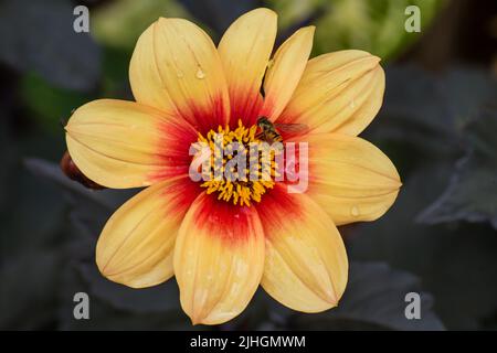 Eine Marmelade-Schwebefliege (episyrphus balteatus) auf einer gelben und roten Dahlia-Blüte Stockfoto