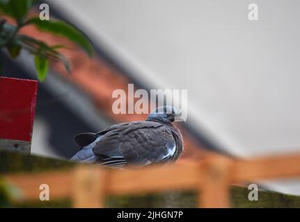 Jungtaube aus Holz, england Stockfoto