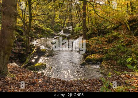 Burbage Brook in Padley Gorge, Grindleford, Derbyshire, Peak District National Park im Herbst Stockfoto