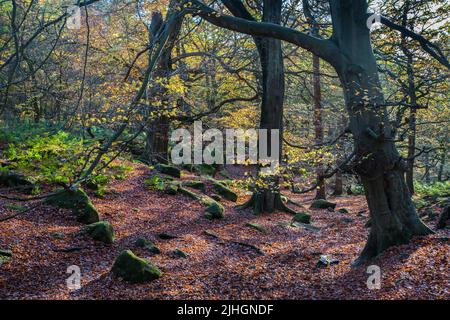 Ein Teppich aus Herbstblättern im Wald in Padley Gorge, Derbyshire, England Stockfoto