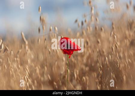 Eine einsame Mohnblume in einem sonnendurchfluteten Feld Stockfoto