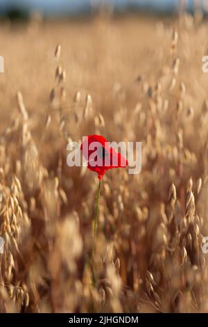 Eine einsame Mohnblume in einem sonnendurchfluteten Feld Stockfoto