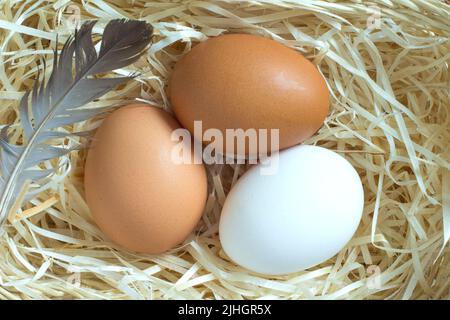Drei Hühnereier im Stroh Stockfoto